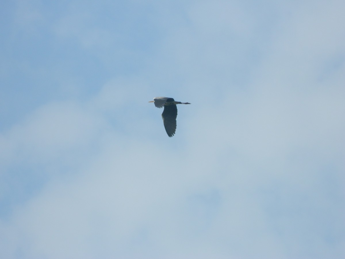 Gray Heron - ML646309739