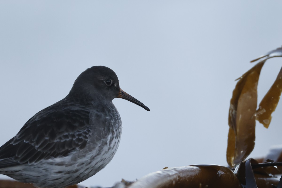 Purple Sandpiper - ML646309741