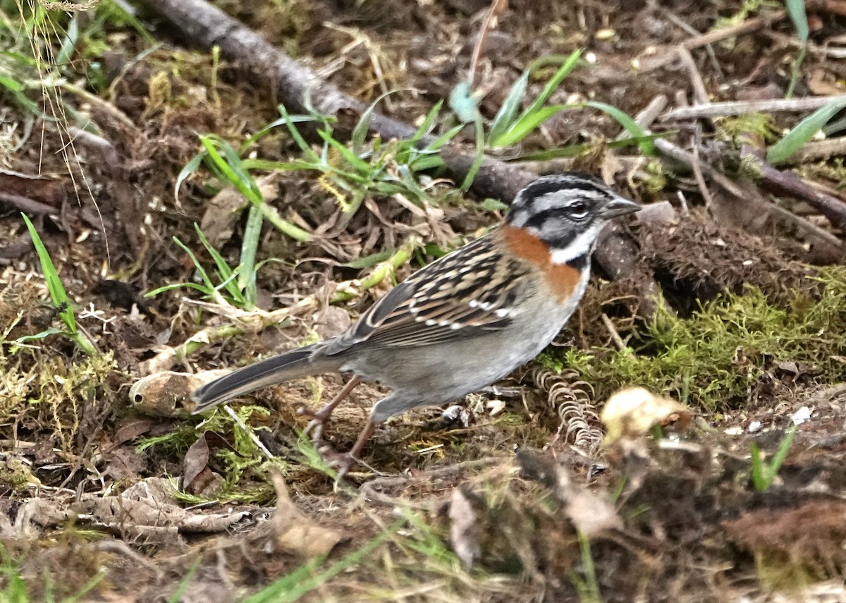 Rufous-collared Sparrow - ML646309742