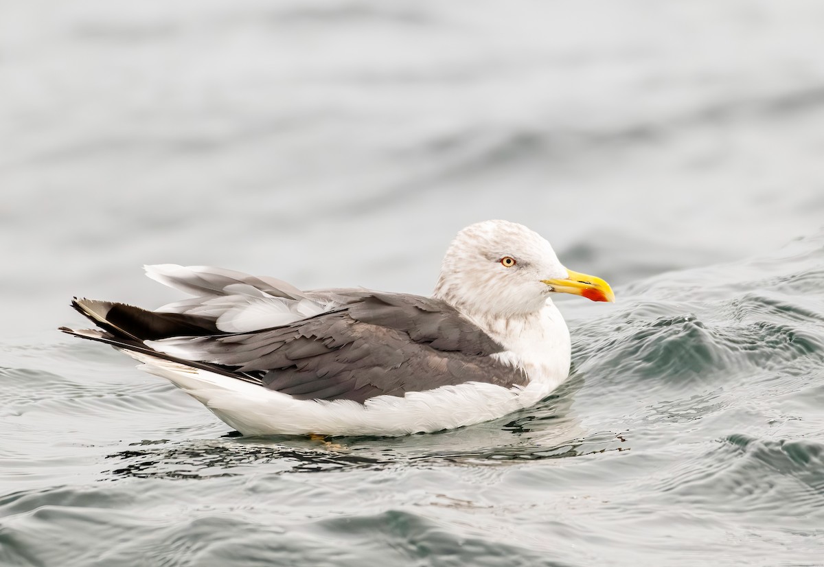 Lesser Black-backed Gull - ML646309744