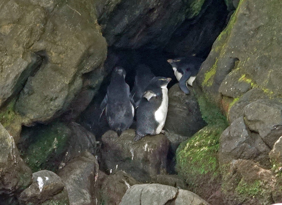 Fiordland Penguin - ML646309746