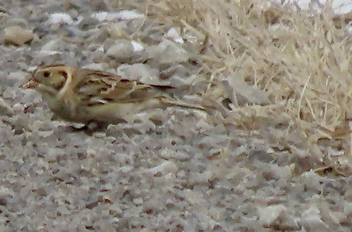 Lapland Longspur - ML646309748