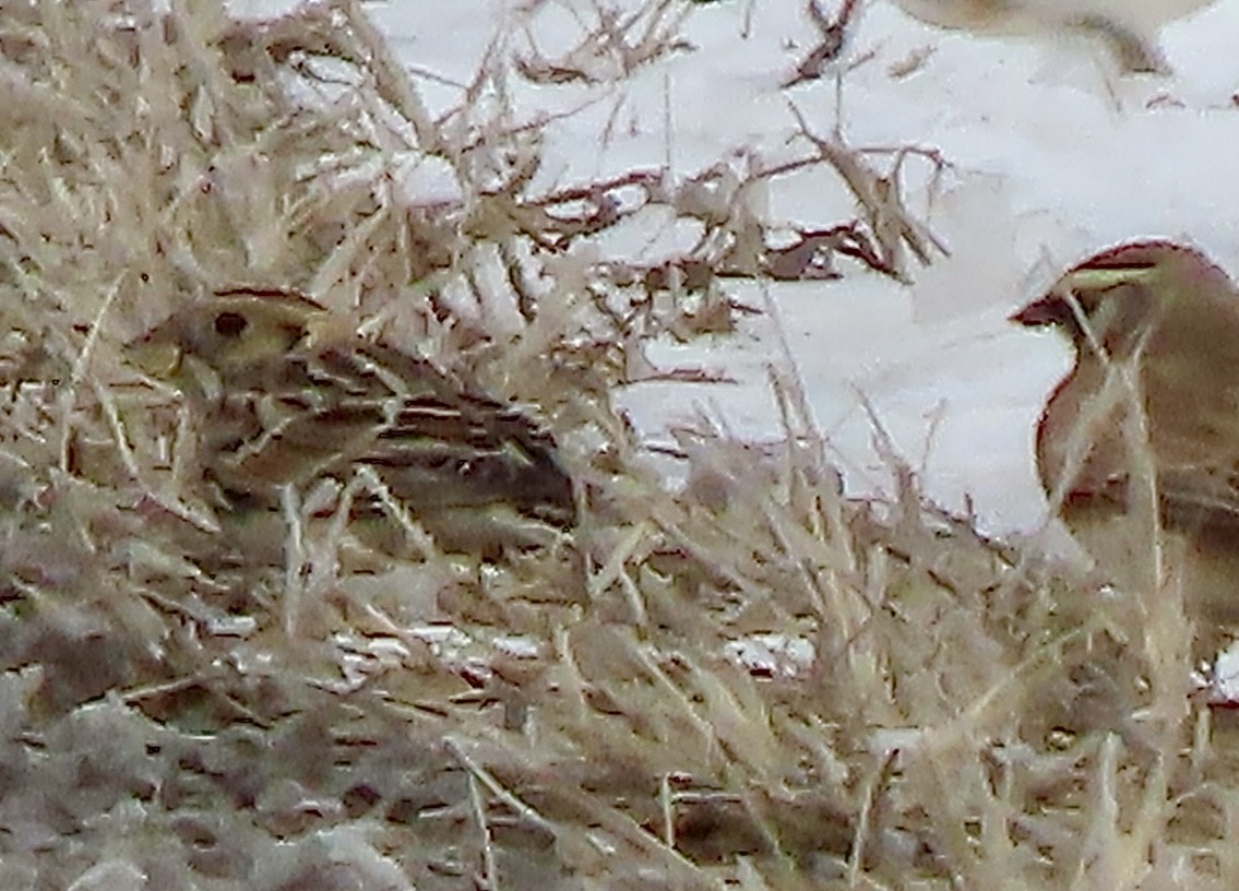 Lapland Longspur - ML646309749