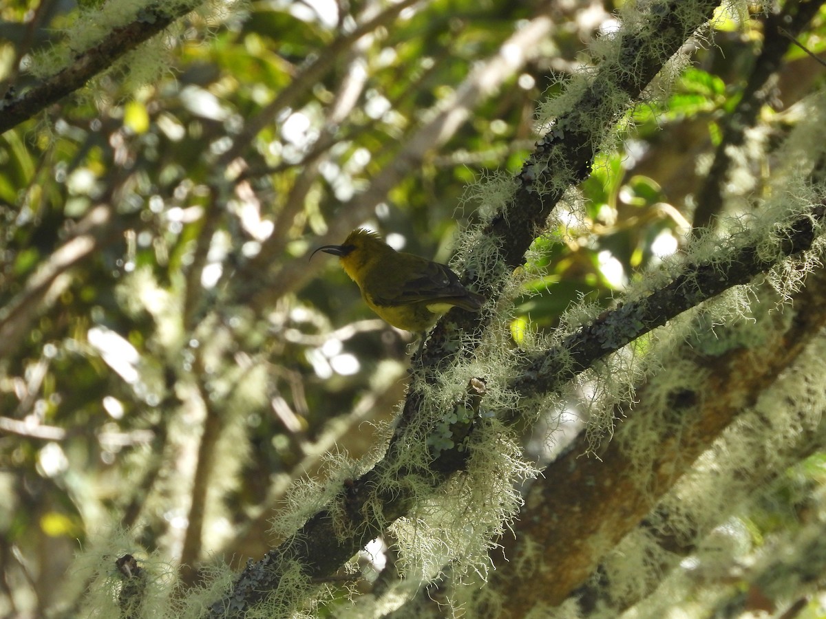 Akiapolaau - ML646309750