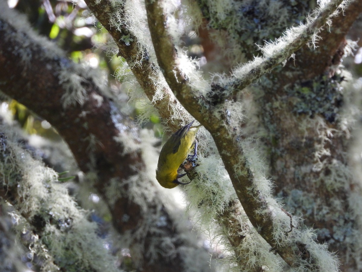 Akiapolaau - ML646309751