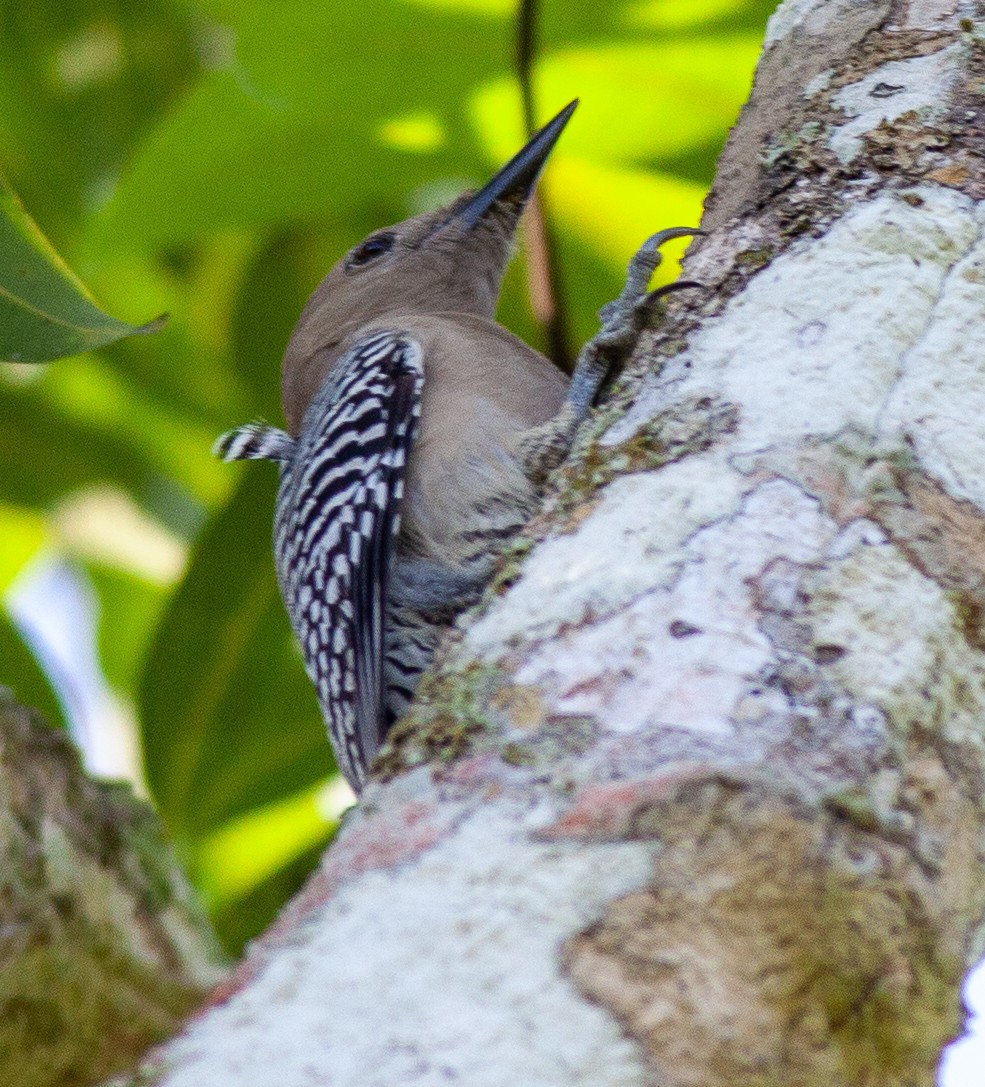 Gila Woodpecker - ML646309752