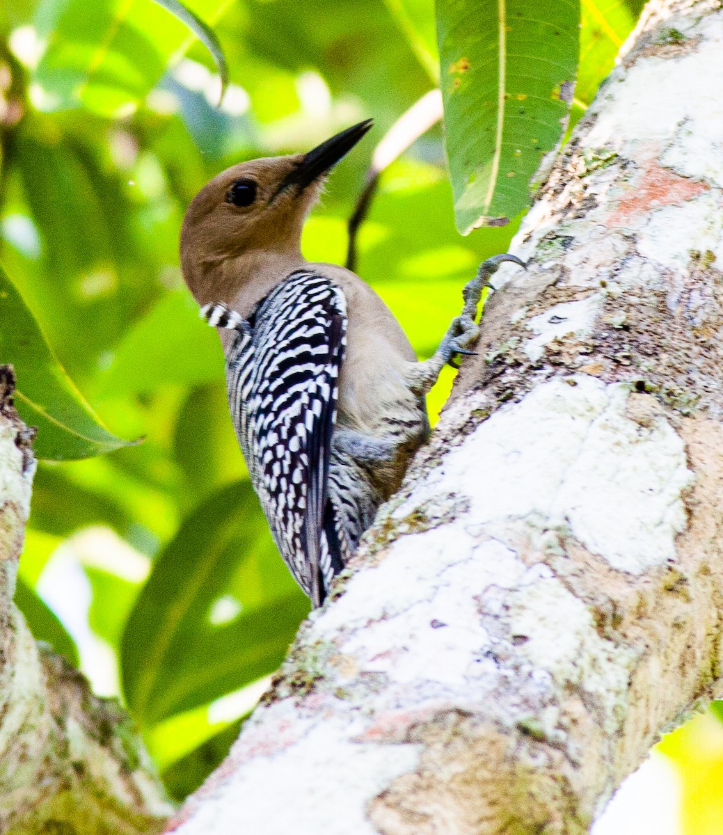 Gila Woodpecker - ML646309753
