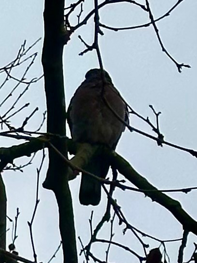 Common Wood-Pigeon - ML646309755