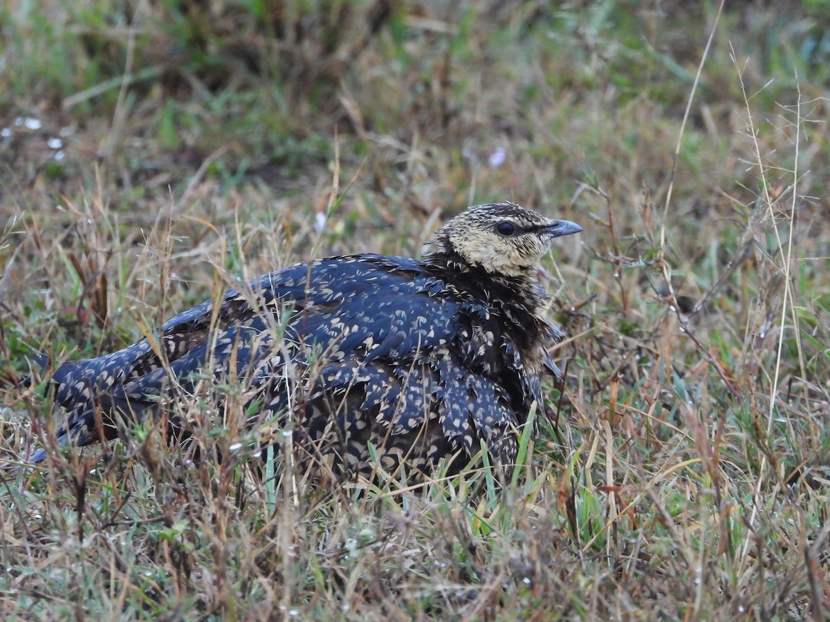 Рябок жовтогорлий - ML646309764