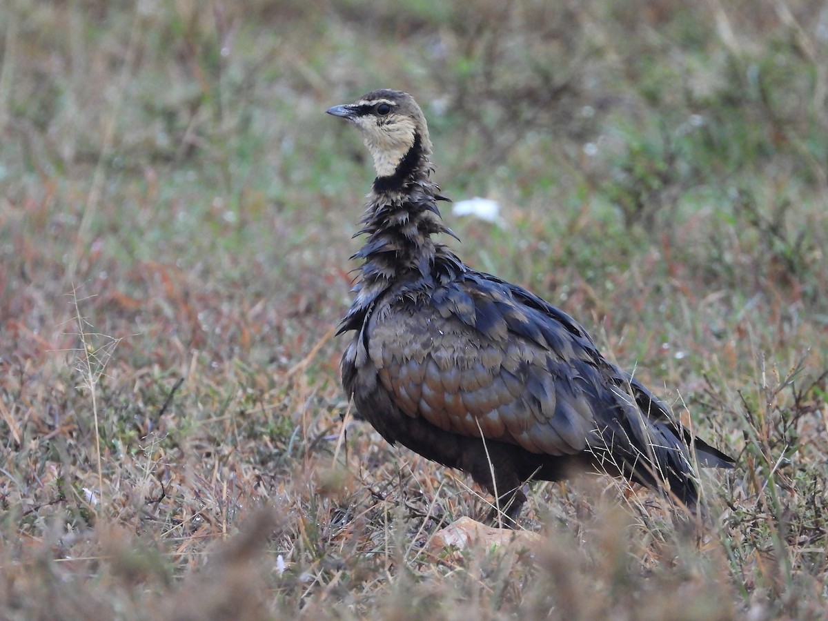 Рябок жовтогорлий - ML646309765