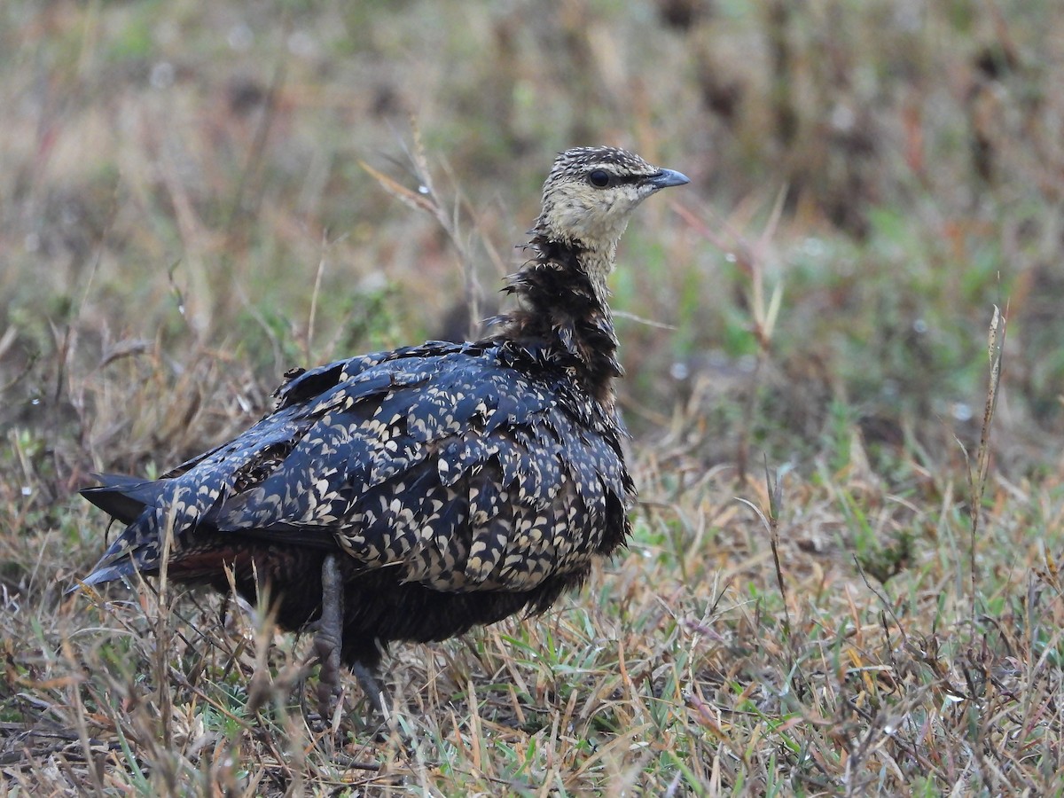 Рябок жовтогорлий - ML646309766