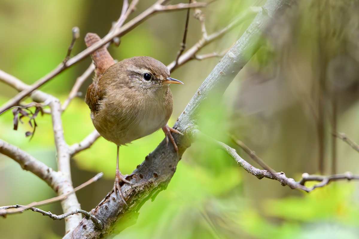Халгайч урагчин - ML646309767