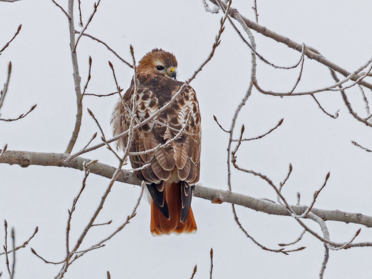 Red-tailed Hawk - ML646309773