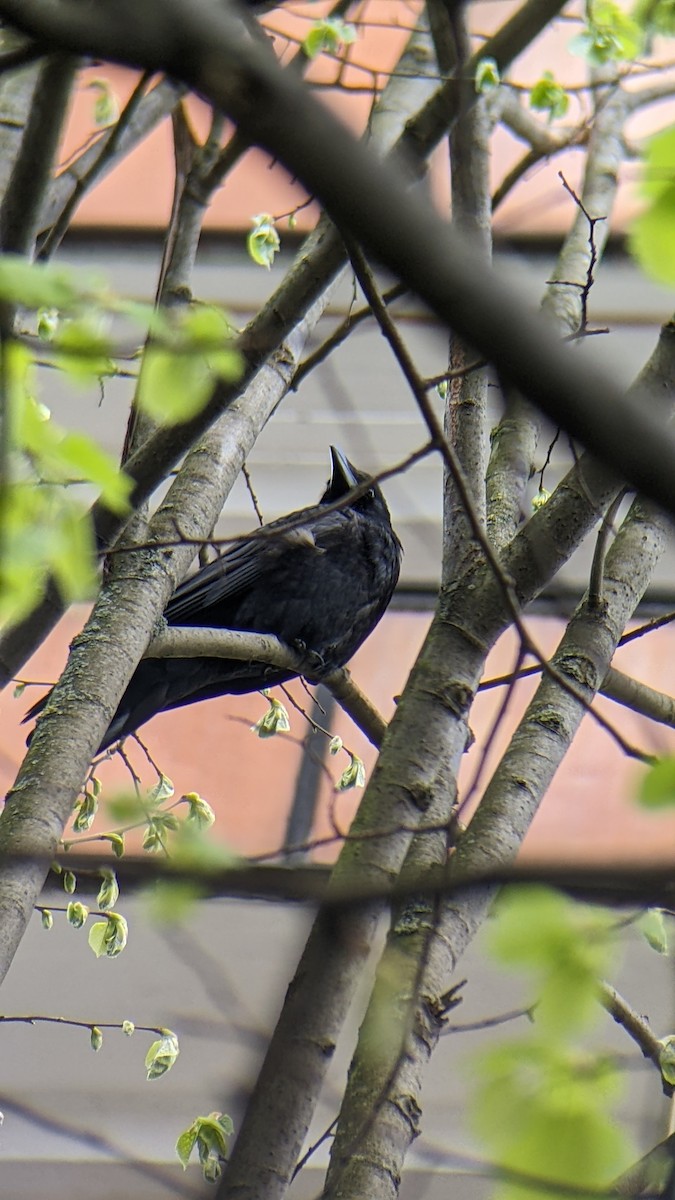 vrána černá - ML646309774