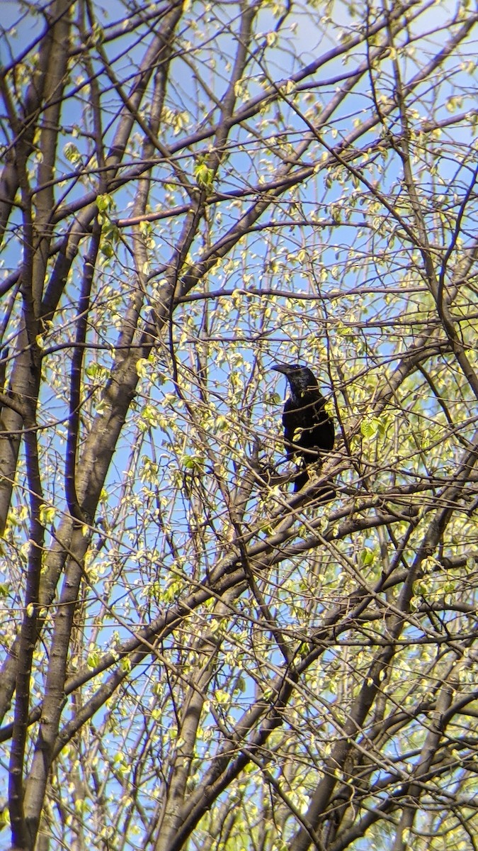 vrána černá - ML646309776