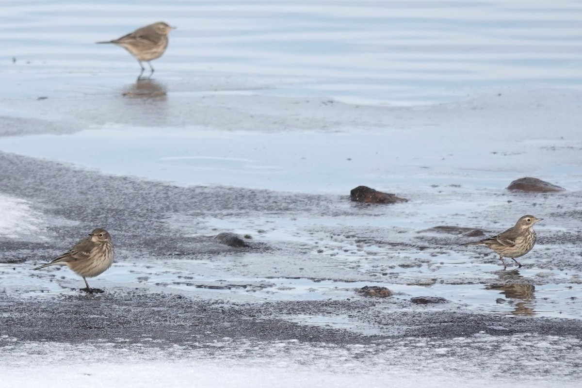 American Pipit - ML646309779
