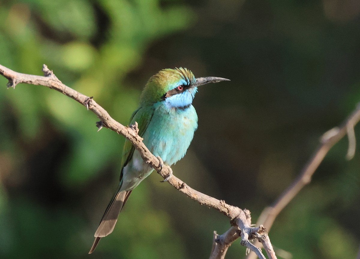 Arabian Green Bee-eater - ML646309781