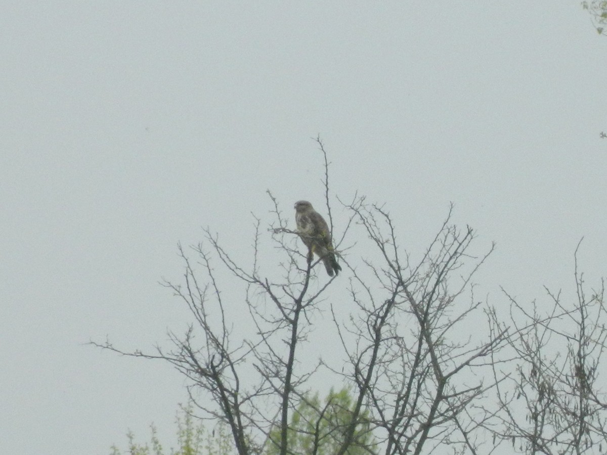 Buse variable - ML646309782