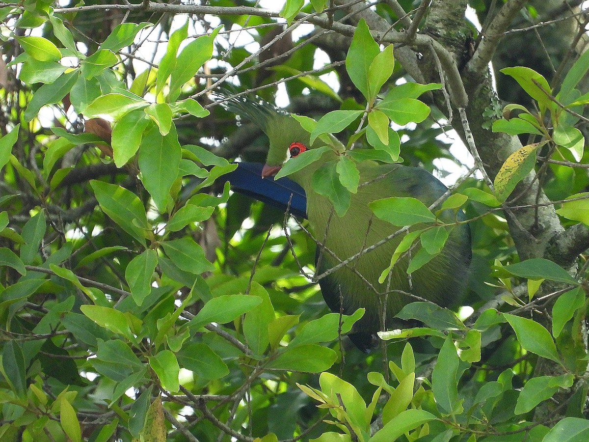 Schalow's Turaco - ML646309784