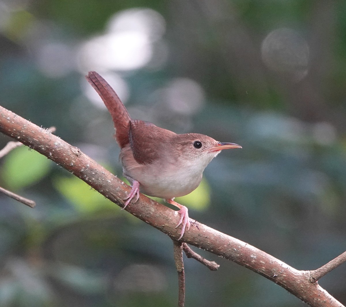 Cozumel Wren - ML646309786