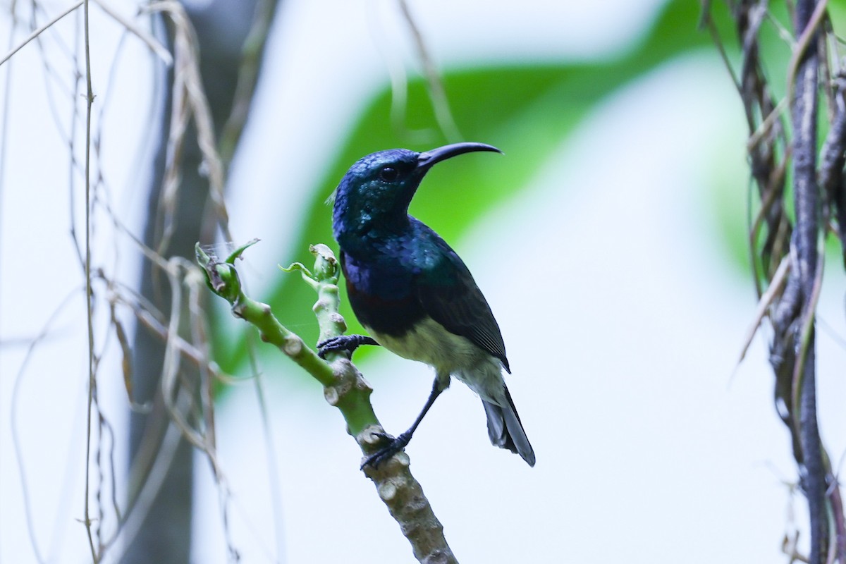 Souimanga Sunbird - ML646309789