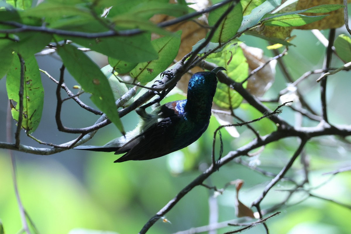 Souimanga Sunbird - ML646309790