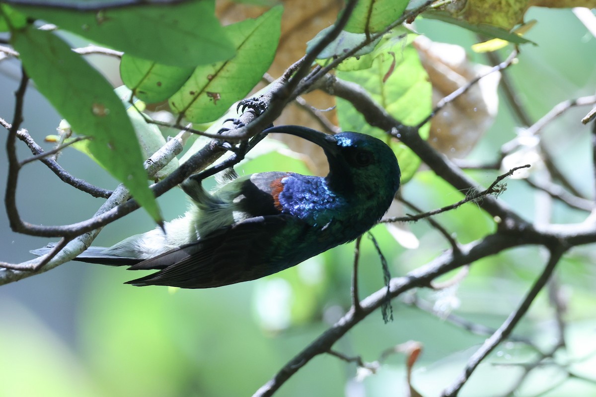 Souimanga Sunbird - ML646309791