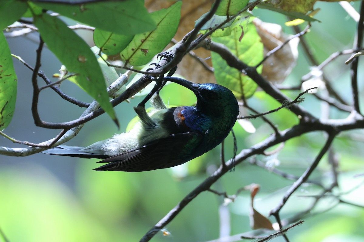 Souimanga Sunbird - ML646309792