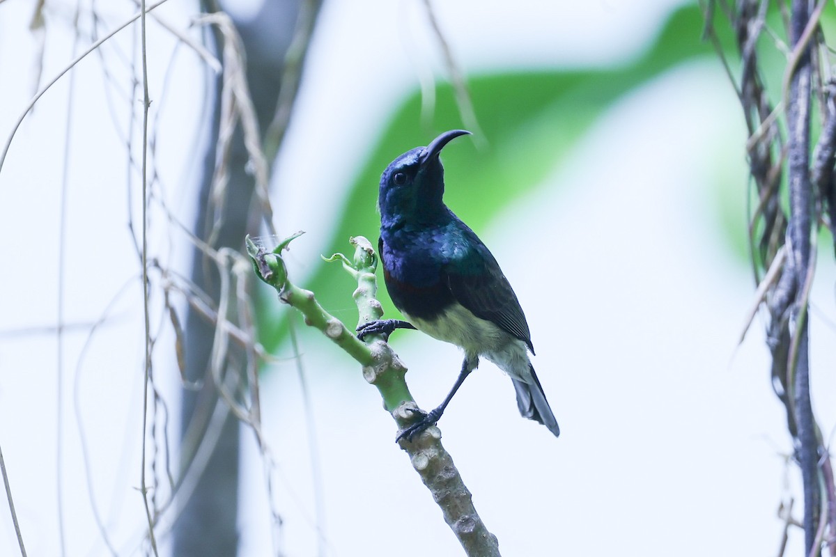 Souimanga Sunbird - ML646309793
