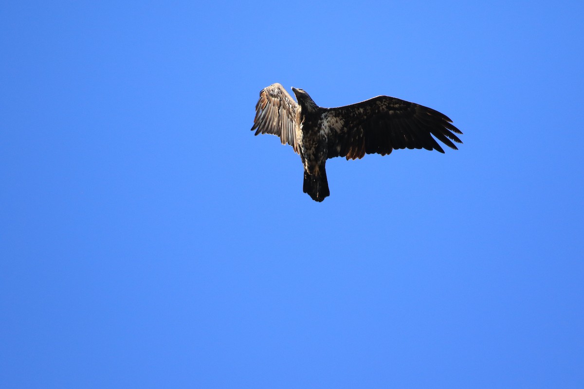 Bald Eagle - ML646309794