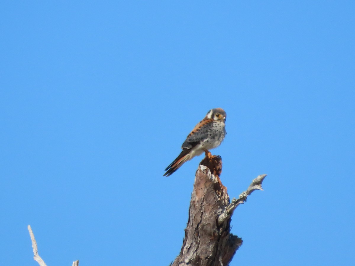 American Kestrel - ML646309795