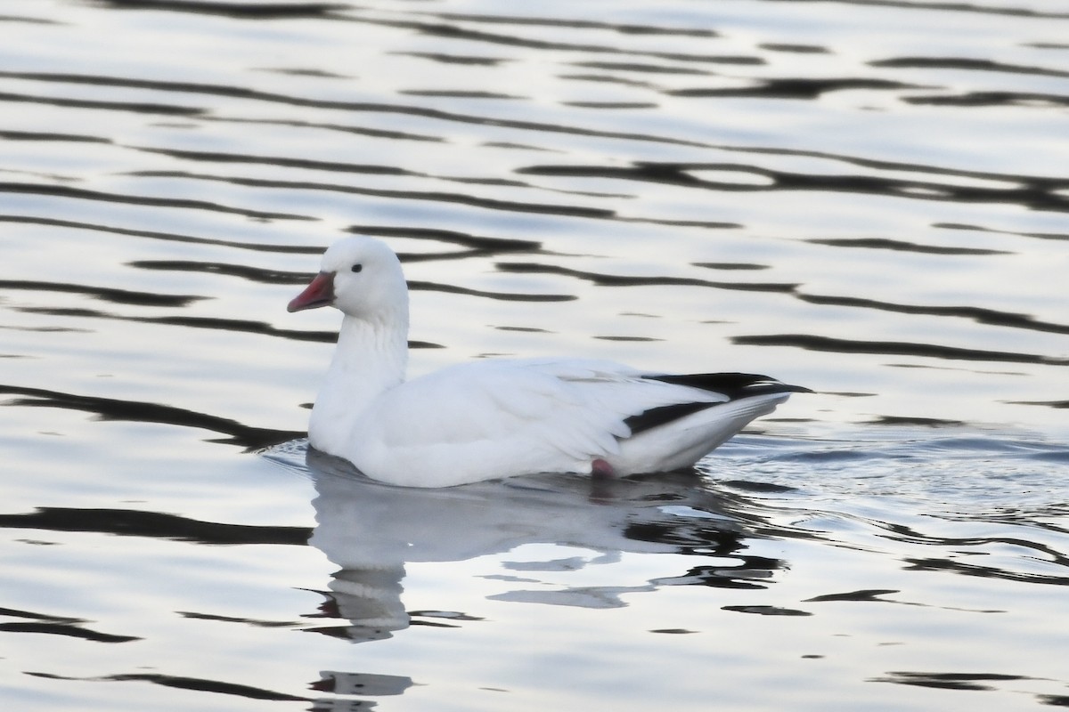 Snow/Ross's Goose - ML646309796