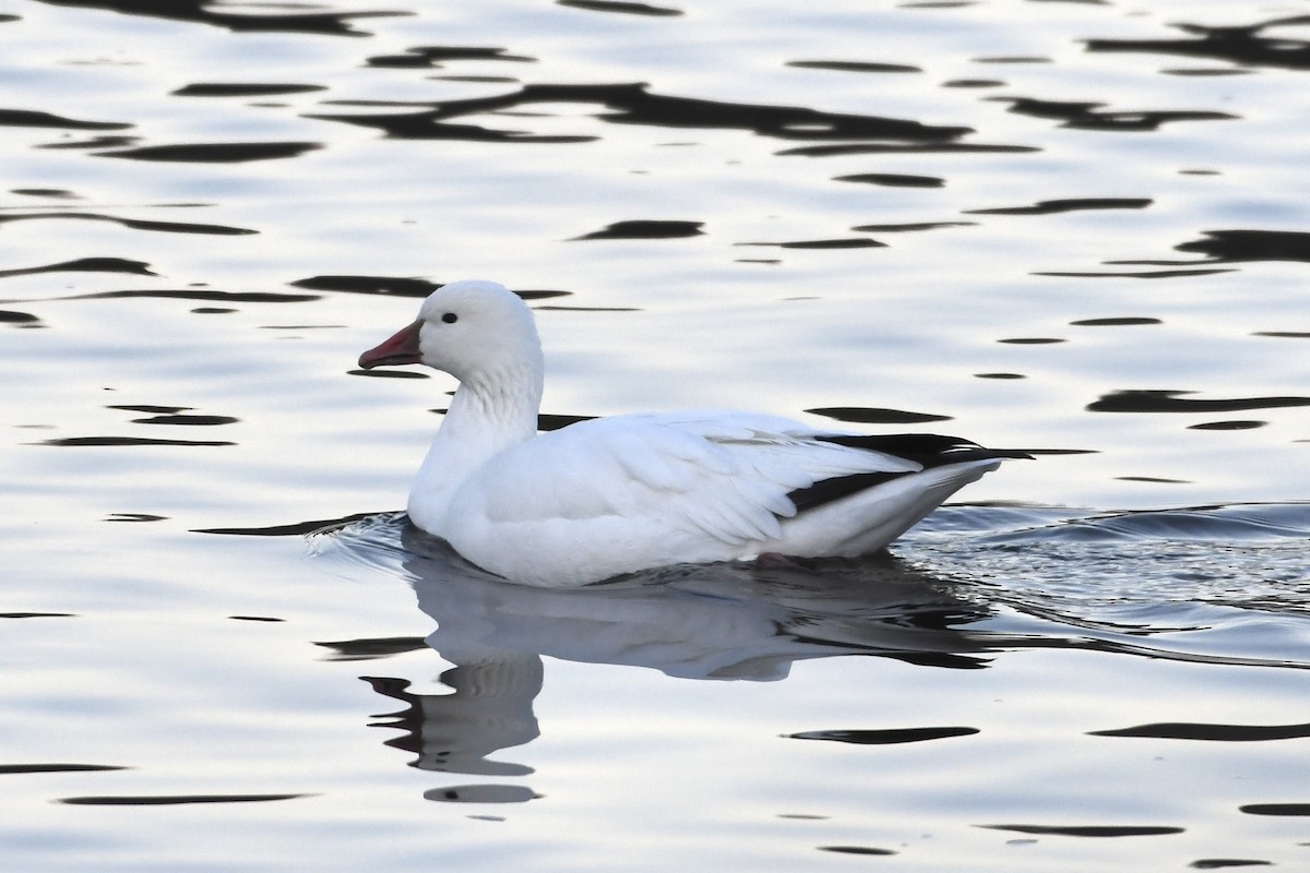 Snow/Ross's Goose - ML646309797