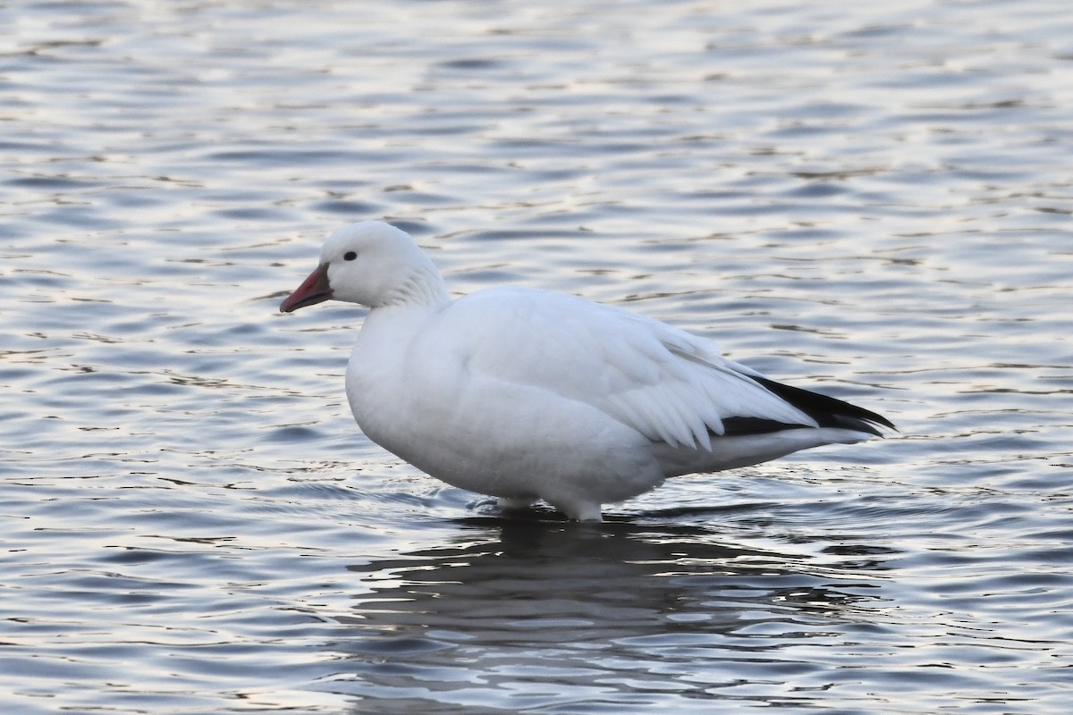 Snow/Ross's Goose - ML646309798