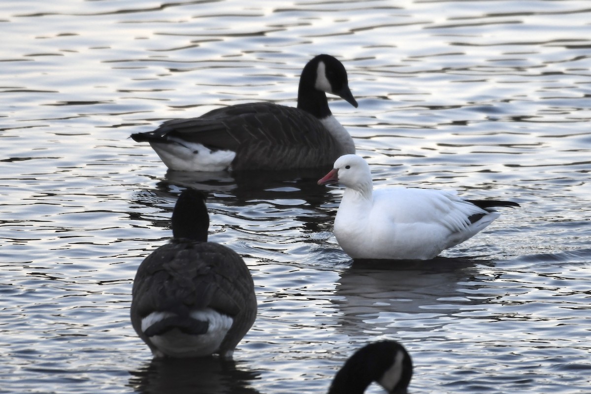 Snow/Ross's Goose - ML646309799