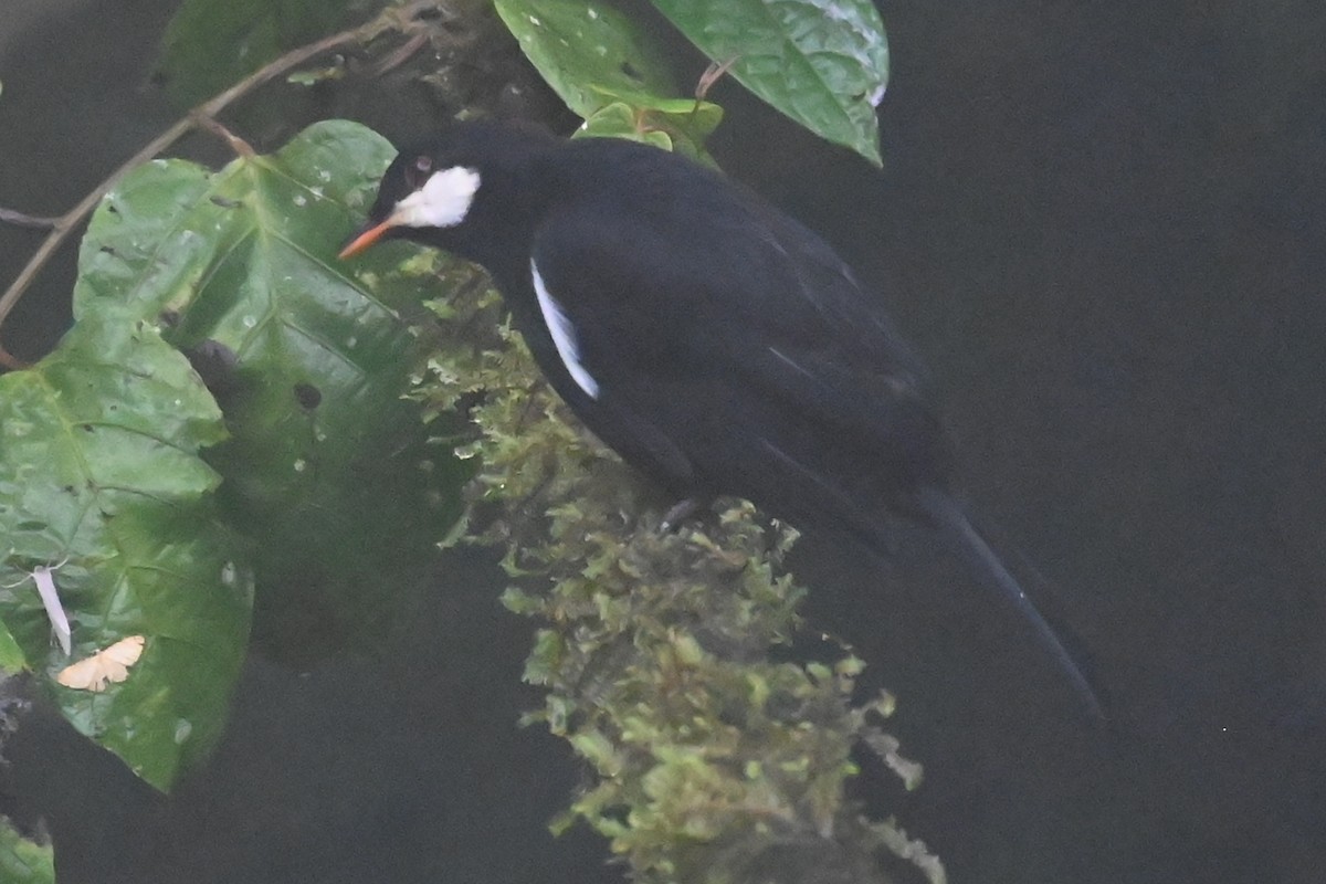 Black Solitaire - ML646309800