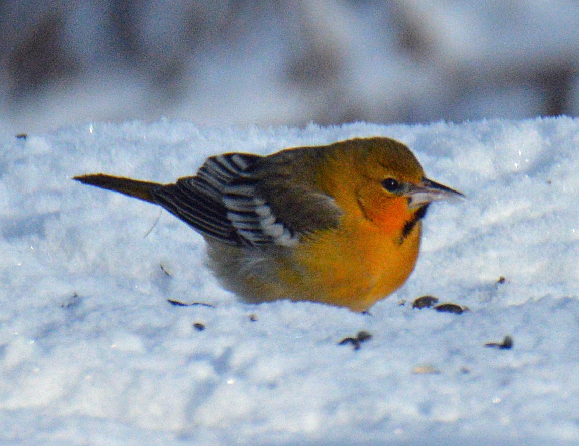 Bullock's Oriole - ML646309801