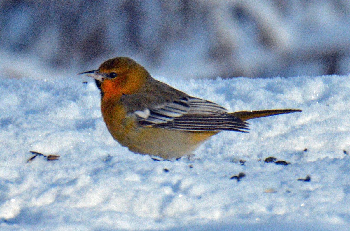 Bullock's Oriole - ML646309802