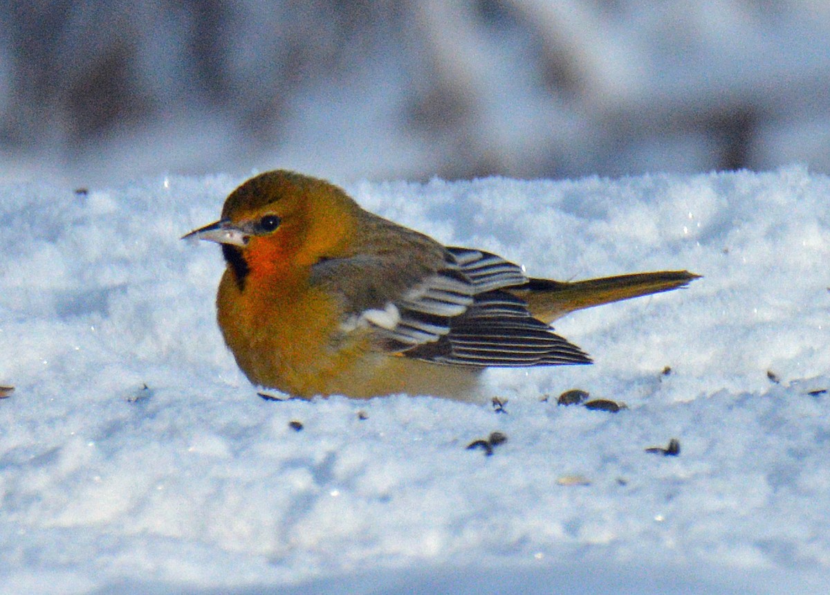 Bullock's Oriole - ML646309803