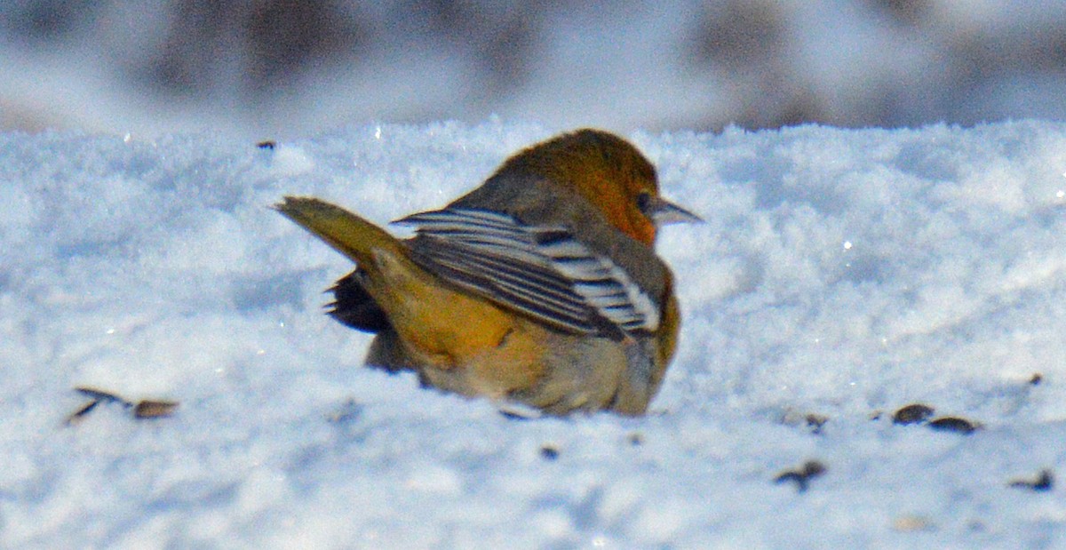 Bullock's Oriole - ML646309804