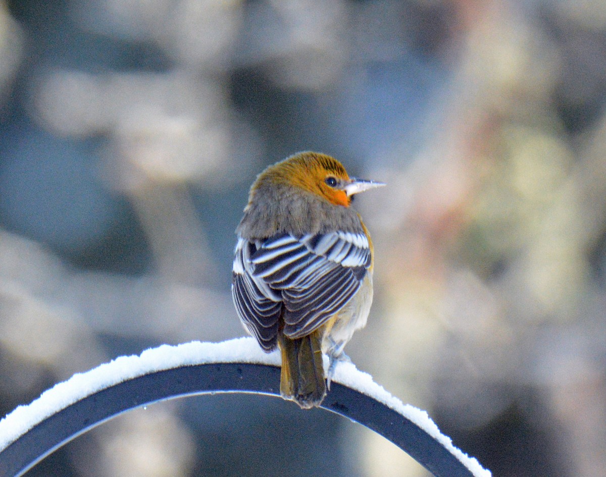 Bullock's Oriole - ML646309805