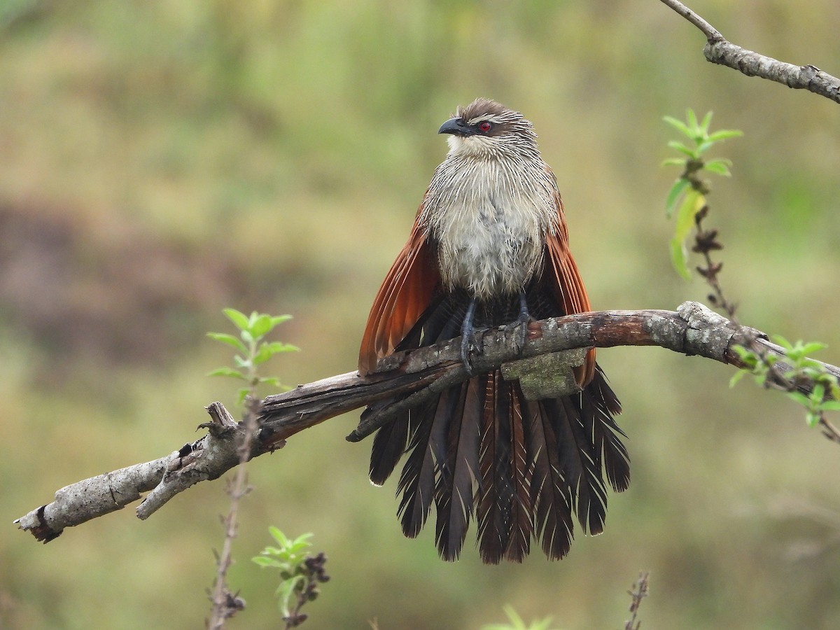 White-browed Coucal - ML646309807