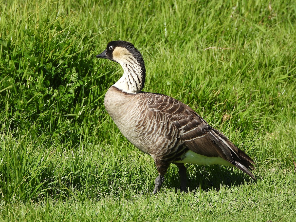 Hawaiian Goose - ML646309808