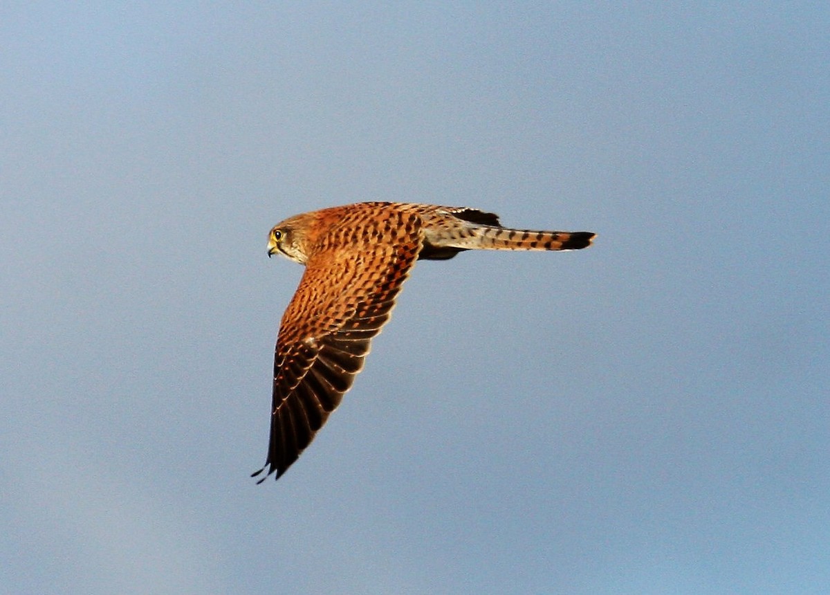 Eurasian Kestrel - ML646309810