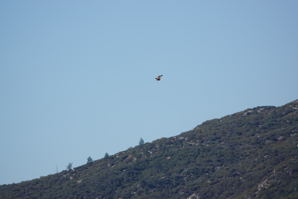 Ferruginous Hawk - ML646309811