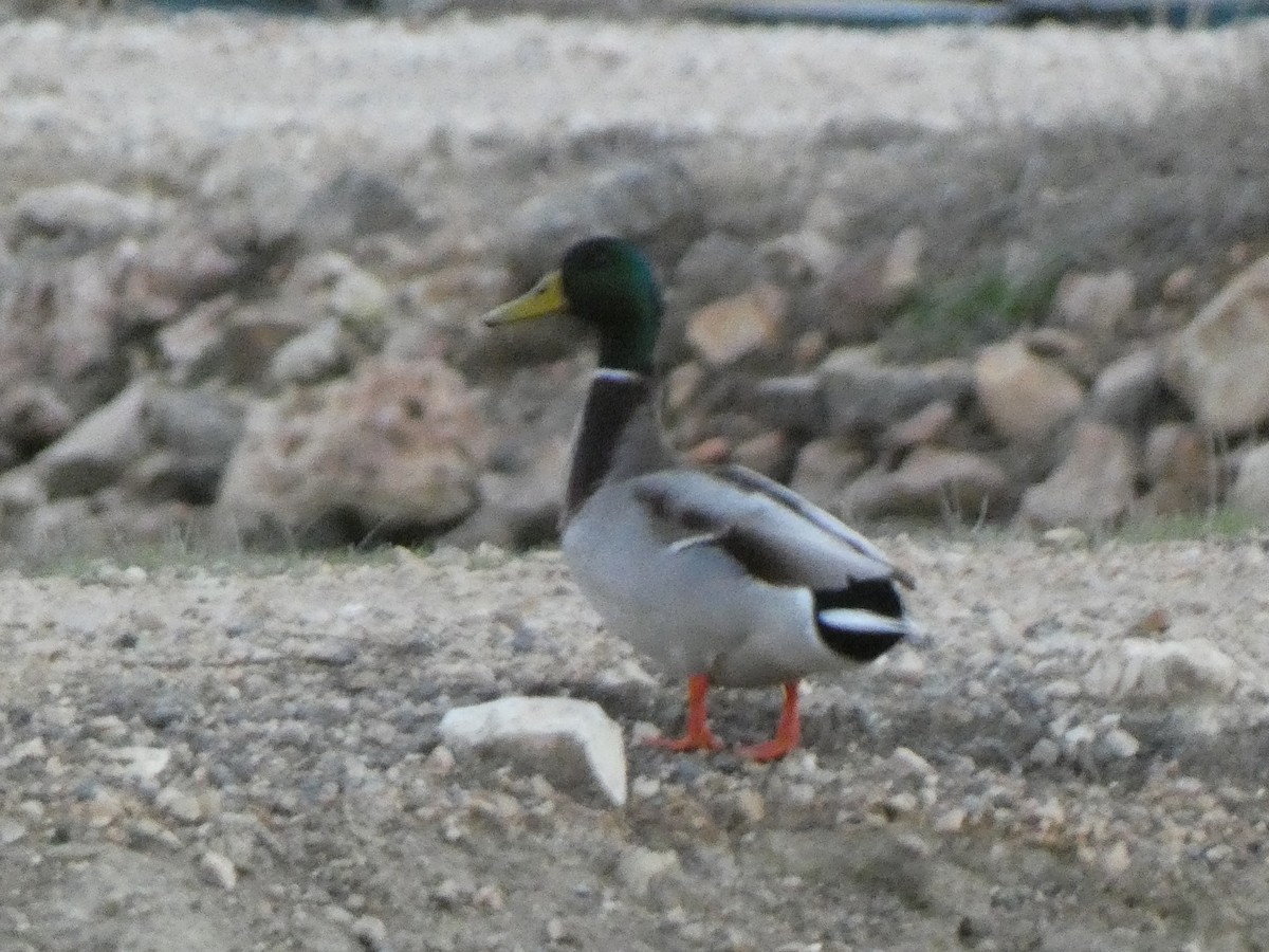Mallard - ML646309812