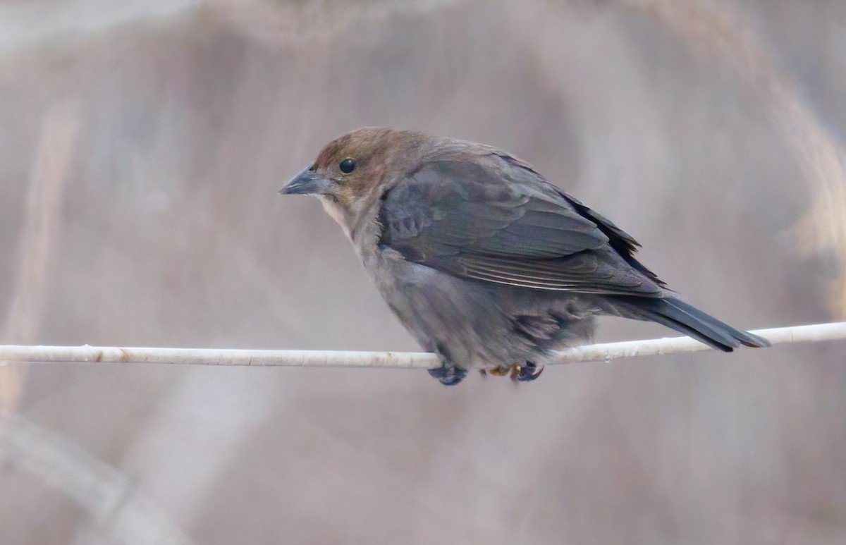 Brown-headed Cowbird - ML646309813