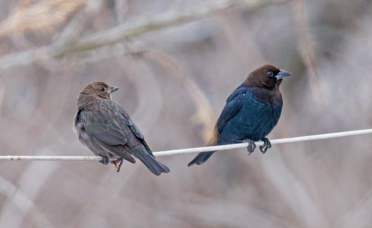Brown-headed Cowbird - ML646309814