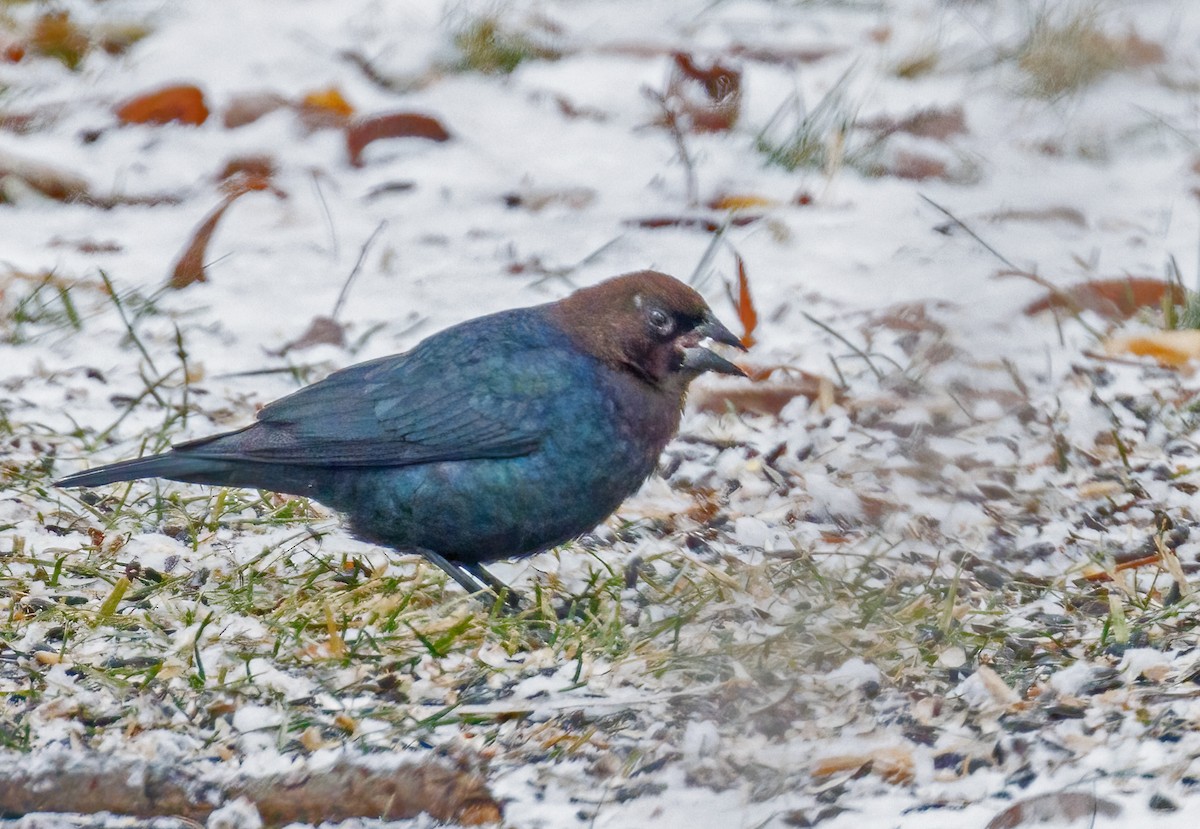 Brown-headed Cowbird - ML646309815