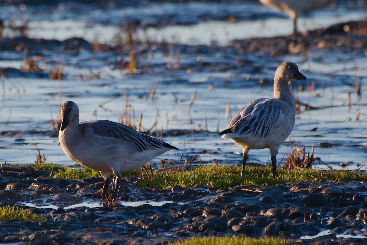 Snow Goose - ML646309816